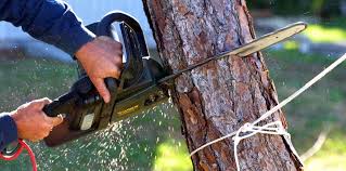 How Our Tree Care Process Works  in  Riceville, TN